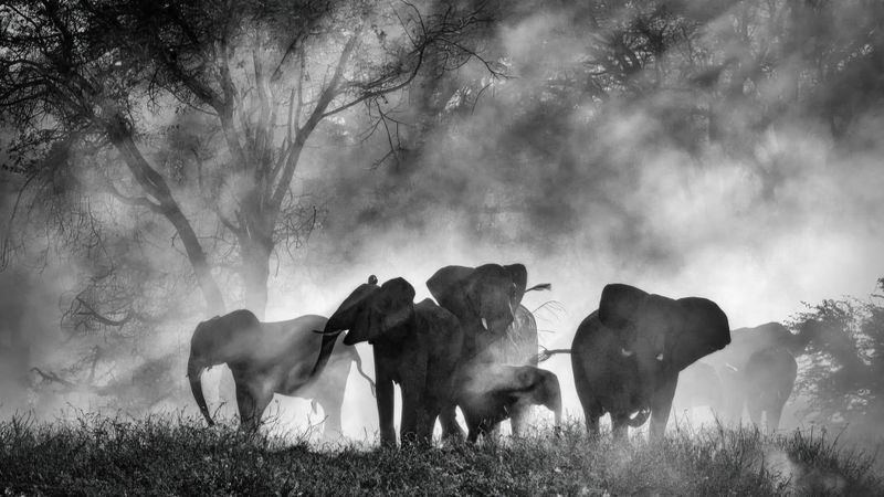 Ghost Elephants Backdrop Image